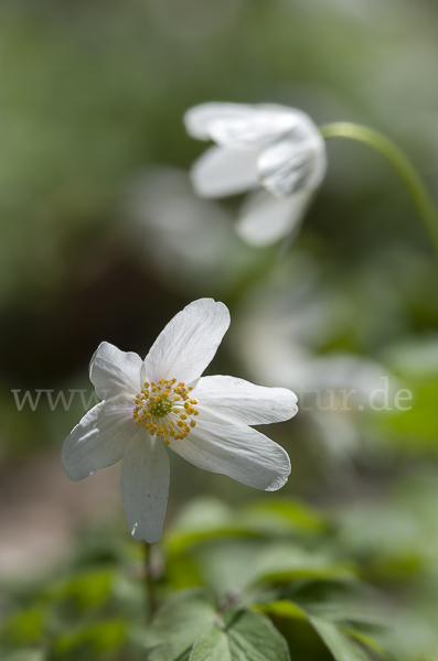 Busch-Windröschen (Anemone nemorosa)