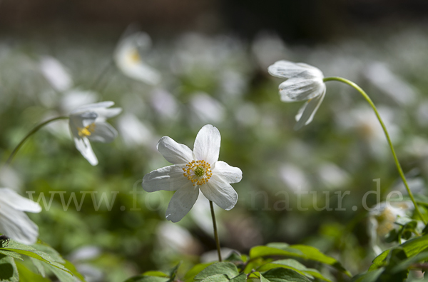 Busch-Windröschen (Anemone nemorosa)