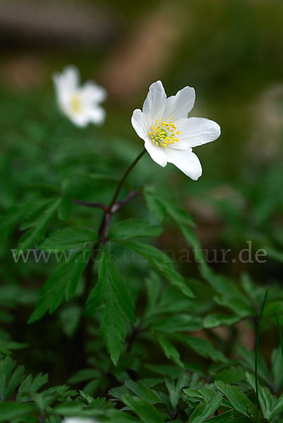 Busch-Windröschen (Anemone nemorosa)