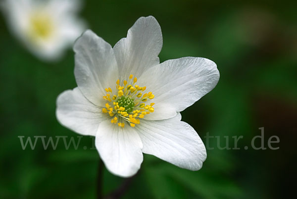 Busch-Windröschen (Anemone nemorosa)