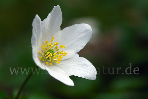 Busch-Windröschen (Anemone nemorosa)