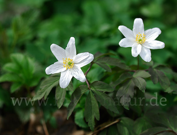 Busch-Windröschen (Anemone nemorosa)