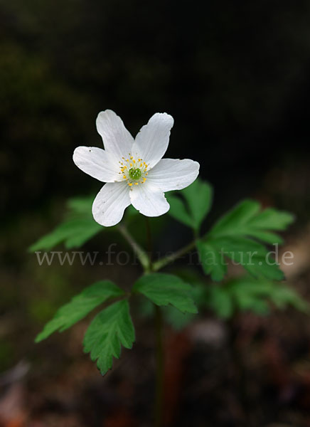 Busch-Windröschen (Anemone nemorosa)