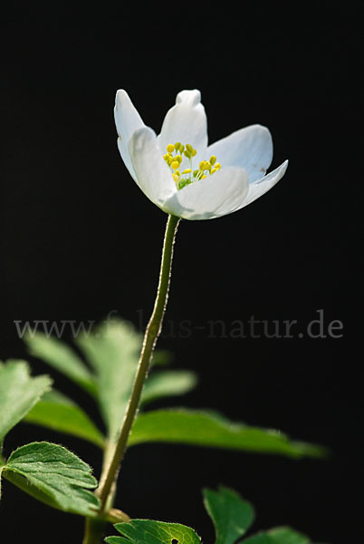 Busch-Windröschen (Anemone nemorosa)