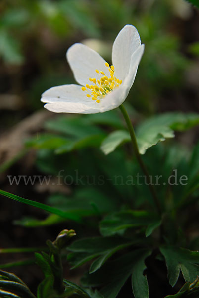 Busch-Windröschen (Anemone nemorosa)