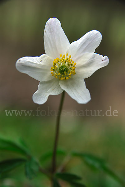 Busch-Windröschen (Anemone nemorosa)