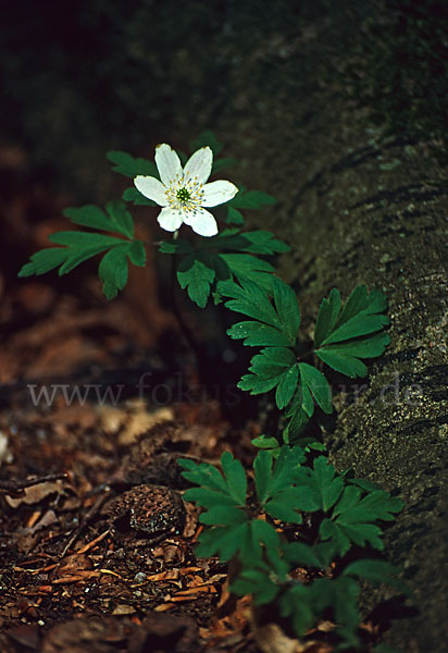 Busch-Windröschen (Anemone nemorosa)