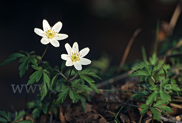 Busch-Windröschen (Anemone nemorosa)