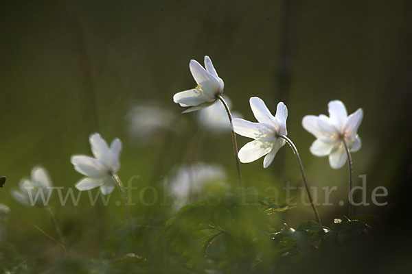 Busch-Windröschen (Anemone nemorosa)