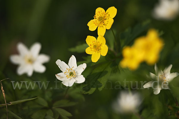 Busch-Windröschen (Anemone nemorosa)