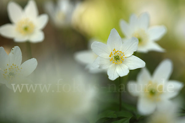 Busch-Windröschen (Anemone nemorosa)