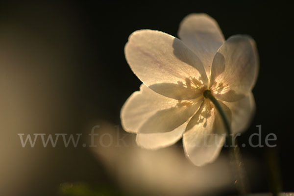 Busch-Windröschen (Anemone nemorosa)