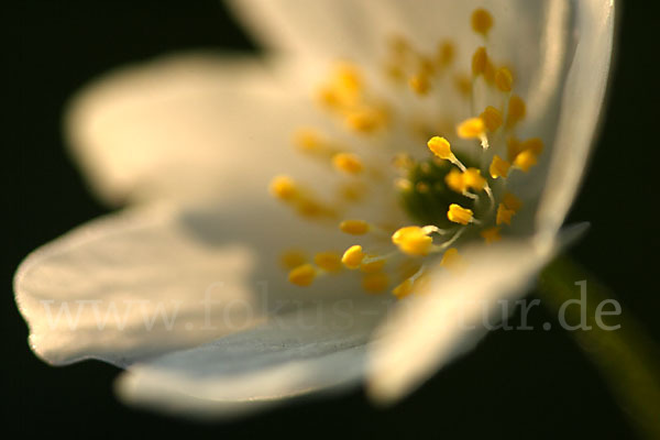 Busch-Windröschen (Anemone nemorosa)