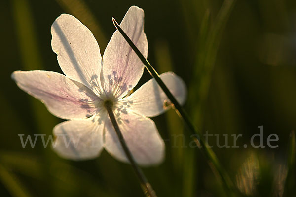 Busch-Windröschen (Anemone nemorosa)