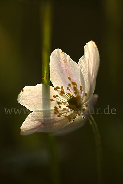 Busch-Windröschen (Anemone nemorosa)