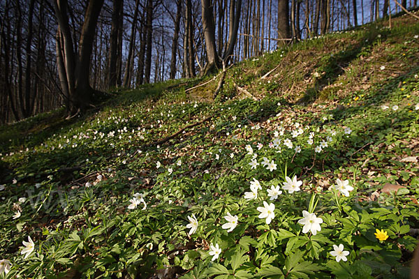 Busch-Windröschen (Anemone nemorosa)