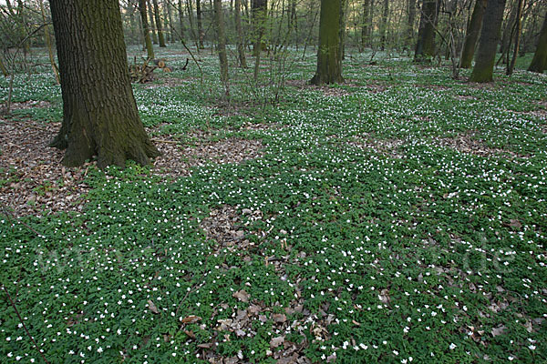 Busch-Windröschen (Anemone nemorosa)