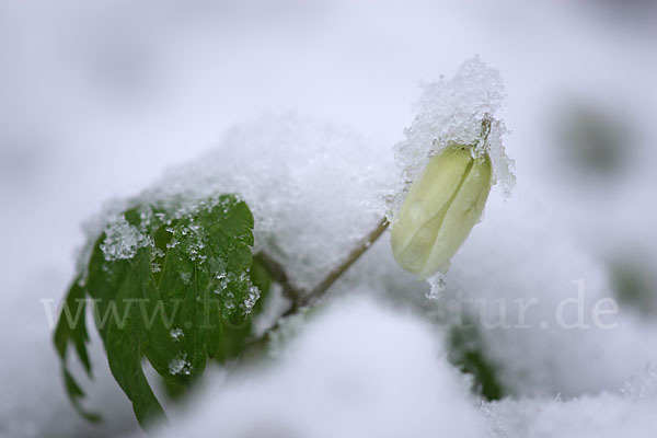 Busch-Windröschen (Anemone nemorosa)