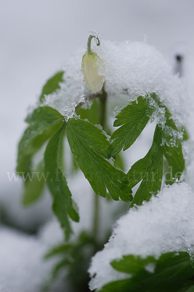 Busch-Windröschen (Anemone nemorosa)