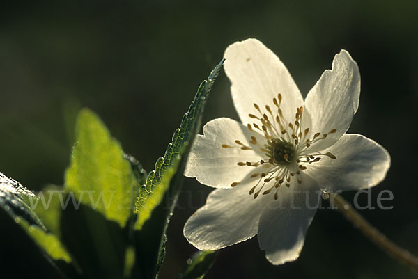 Busch-Windröschen (Anemone nemorosa)