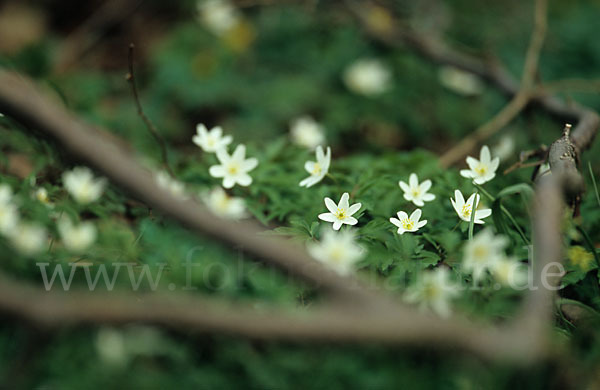 Busch-Windröschen (Anemone nemorosa)