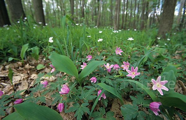 Busch-Windröschen (Anemone nemorosa)