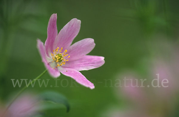 Busch-Windröschen (Anemone nemorosa)