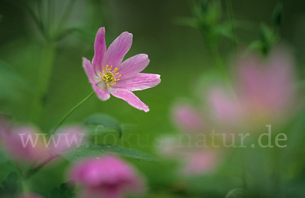 Busch-Windröschen (Anemone nemorosa)