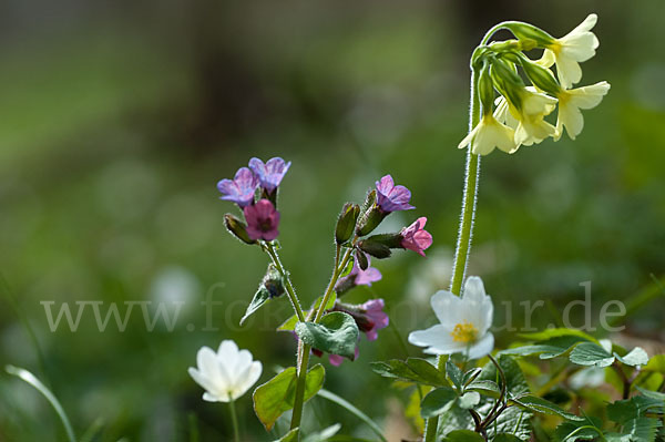 Busch-Windröschen (Anemone nemorosa)