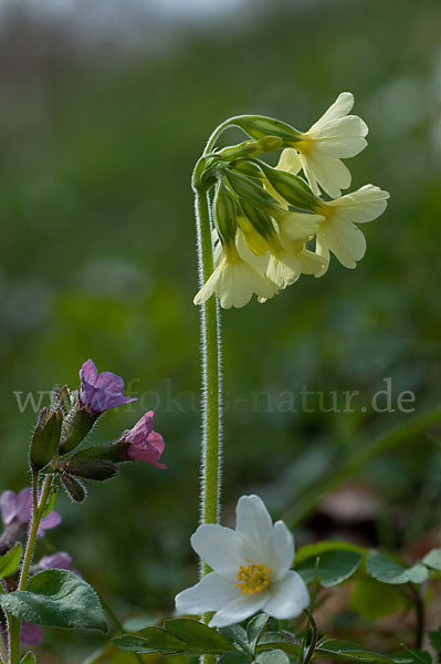 Busch-Windröschen (Anemone nemorosa)