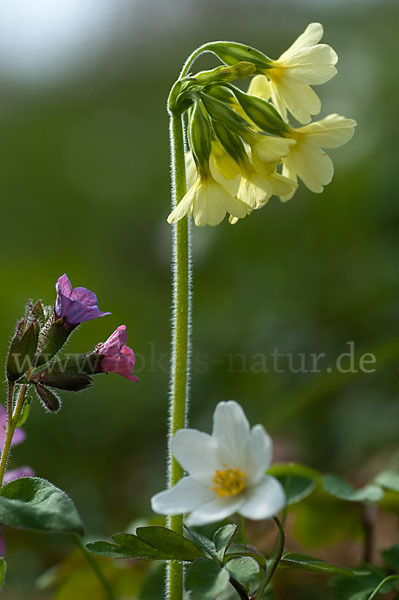 Busch-Windröschen (Anemone nemorosa)