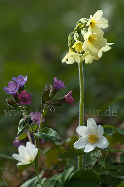 Busch-Windröschen (Anemone nemorosa)