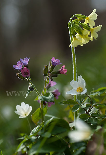 Busch-Windröschen (Anemone nemorosa)