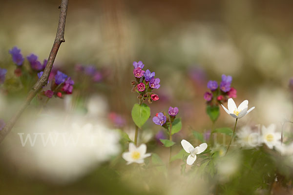 Busch-Windröschen (Anemone nemorosa)