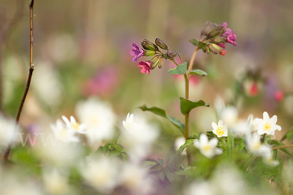 Busch-Windröschen (Anemone nemorosa)