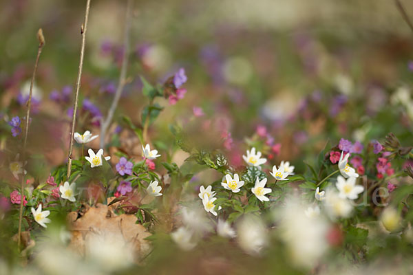 Busch-Windröschen (Anemone nemorosa)