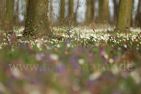 Busch-Windröschen (Anemone nemorosa)