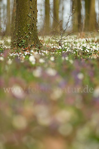 Busch-Windröschen (Anemone nemorosa)