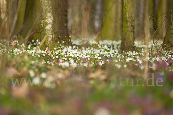 Busch-Windröschen (Anemone nemorosa)