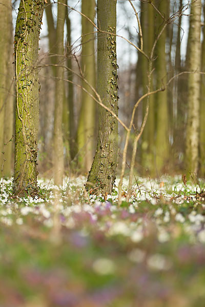 Busch-Windröschen (Anemone nemorosa)