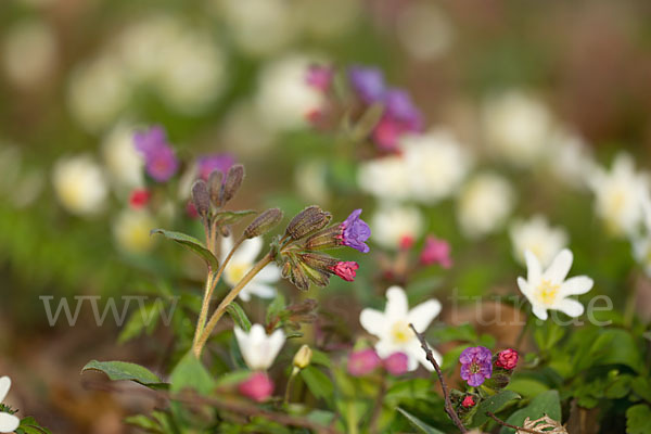 Busch-Windröschen (Anemone nemorosa)