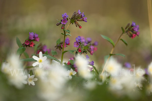 Busch-Windröschen (Anemone nemorosa)