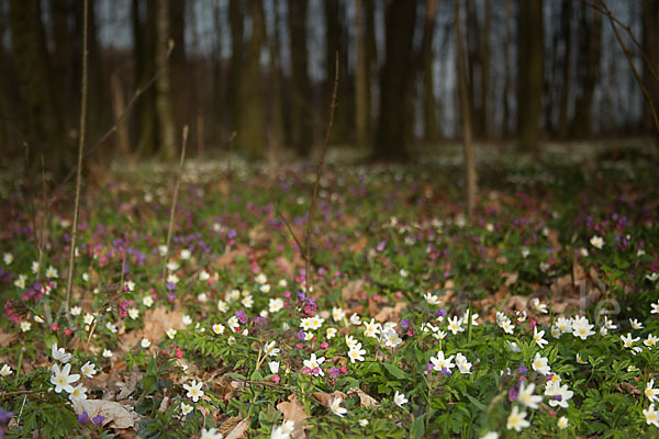 Busch-Windröschen (Anemone nemorosa)