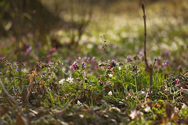 Busch-Windröschen (Anemone nemorosa)