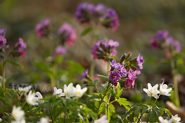 Busch-Windröschen (Anemone nemorosa)