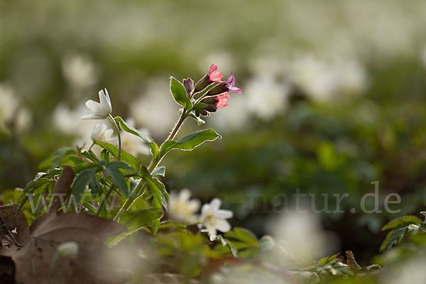 Busch-Windröschen (Anemone nemorosa)