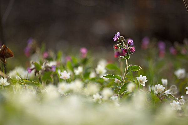 Busch-Windröschen (Anemone nemorosa)