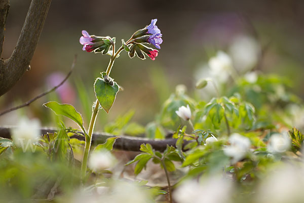 Busch-Windröschen (Anemone nemorosa)