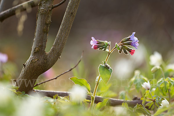 Busch-Windröschen (Anemone nemorosa)