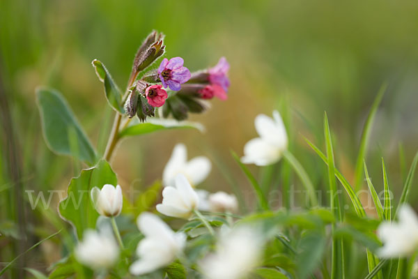 Busch-Windröschen (Anemone nemorosa)